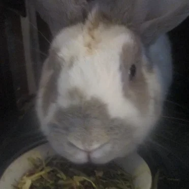 Bunny Eating