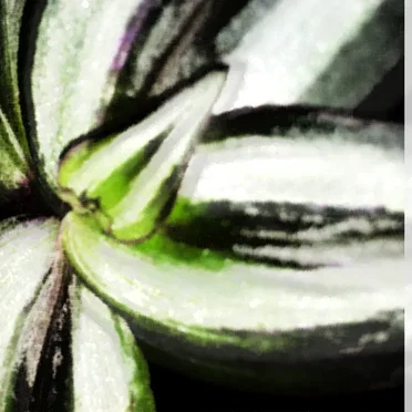 zebra herb