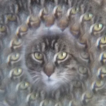 Feline Father