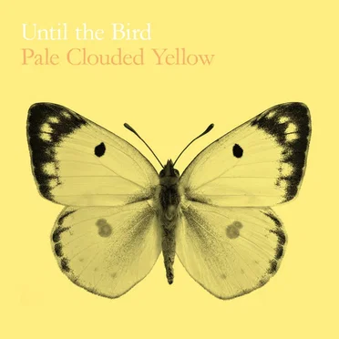 Pale Clouded Yellow by Until the Bird - album cover