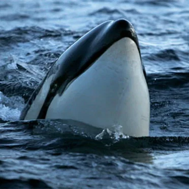 Marine Mammals and Fish of Lofoten and Vesterålen by Heike Vester - album cover