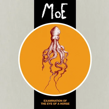 Examination of the Eye of a Horse