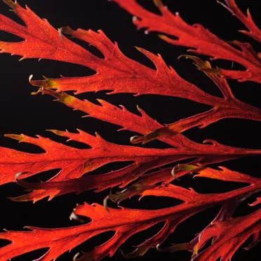 Autumn Colors