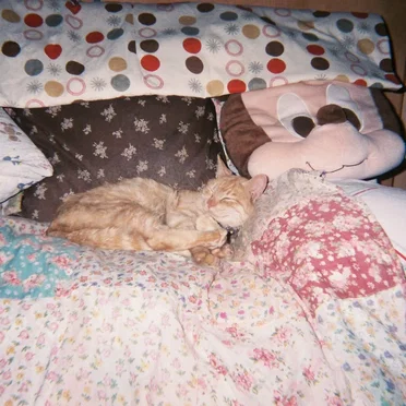 ねこちゃん(neko the cat!)