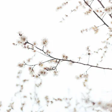 From the Withered Tree, A Flower Blooms