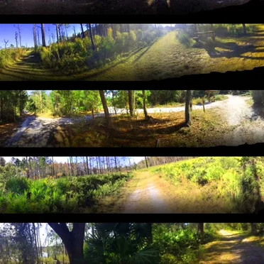 Local Forest