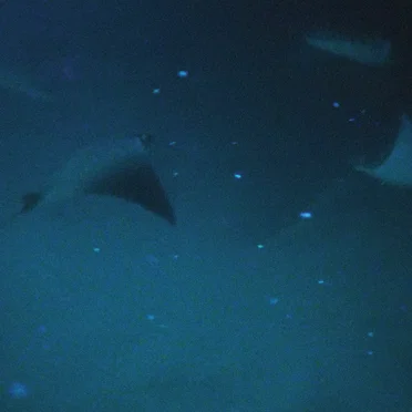 Aquatic Observations
