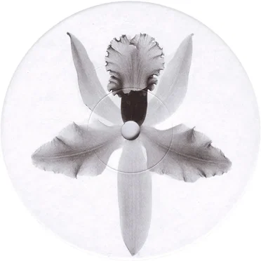 Flight Over Bermuda EP