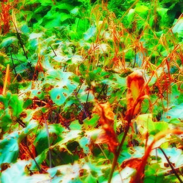 Swamp Garden
