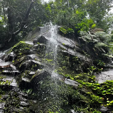 The Ancient Forest XIII