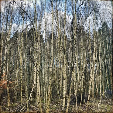 The Space Between the Trees by Wozniak - album cover