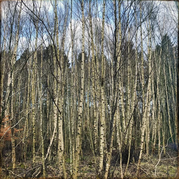 The Space Between the Trees
