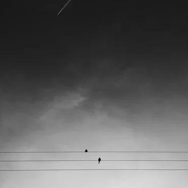 Birds by Box of Hammers - album cover