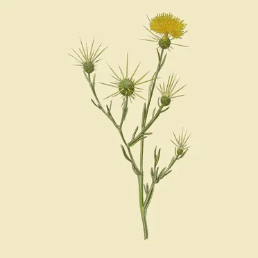 The Best of Star Thistle by Star Thistle - album cover