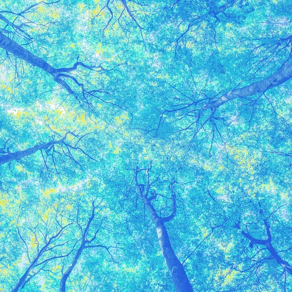 the forest