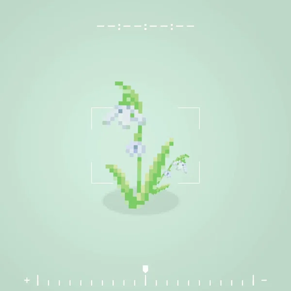 Snowdrop
