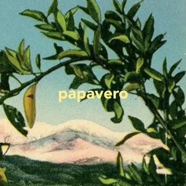 Papavero