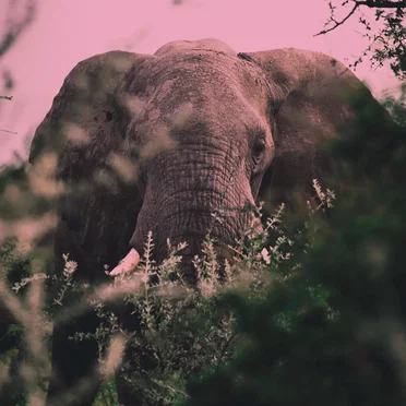 Loxodonta