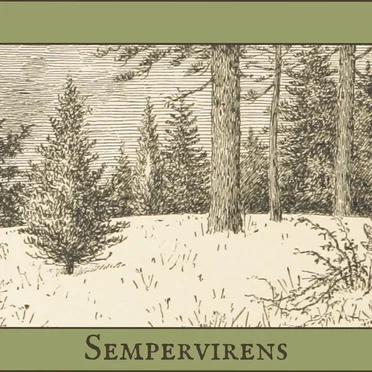 Sempervirens by Shire Oak - album cover