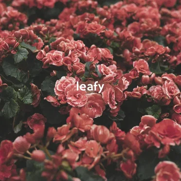 Leafy
