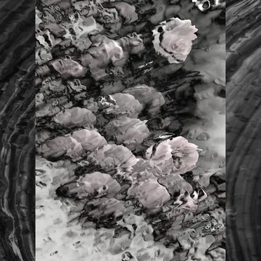 Last Rose