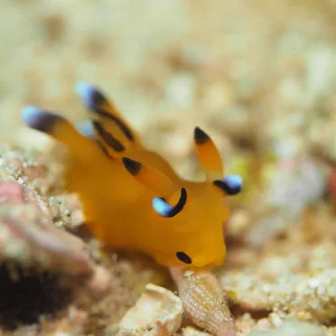 Thecacera pacifica