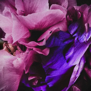 Velvet Dawn by Ruin of Romantics - album cover