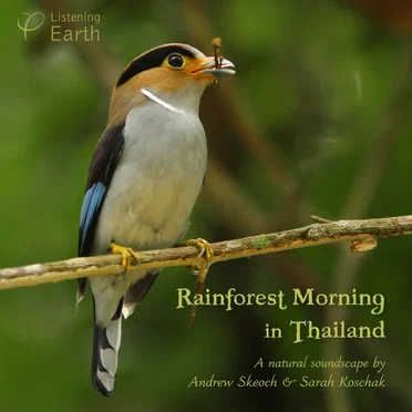 Rainforest Morning in Thailand