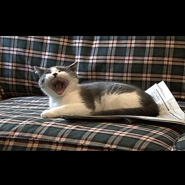 I’m a Stupid Cat! by Mike Polk Jr. - album cover