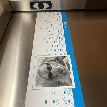 Missed Lavender's Dinner