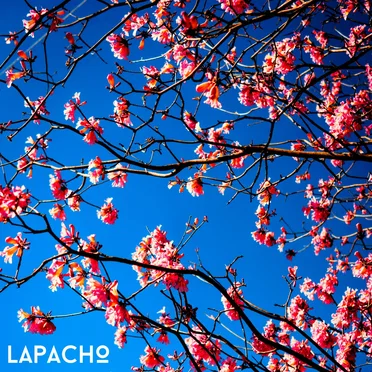 lapacho