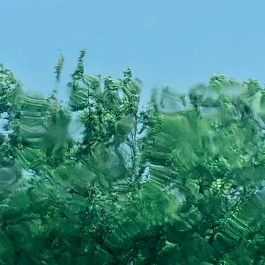 Let’s Move Slowly to Another Tree