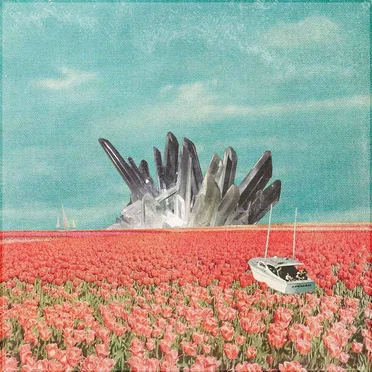 sea of roses