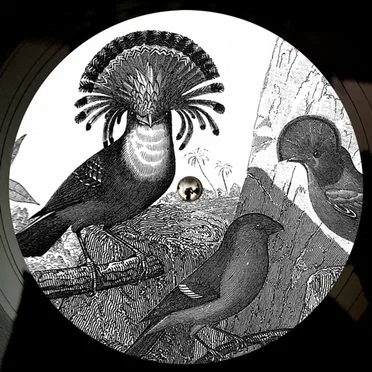 Anna Lunoe & Friends