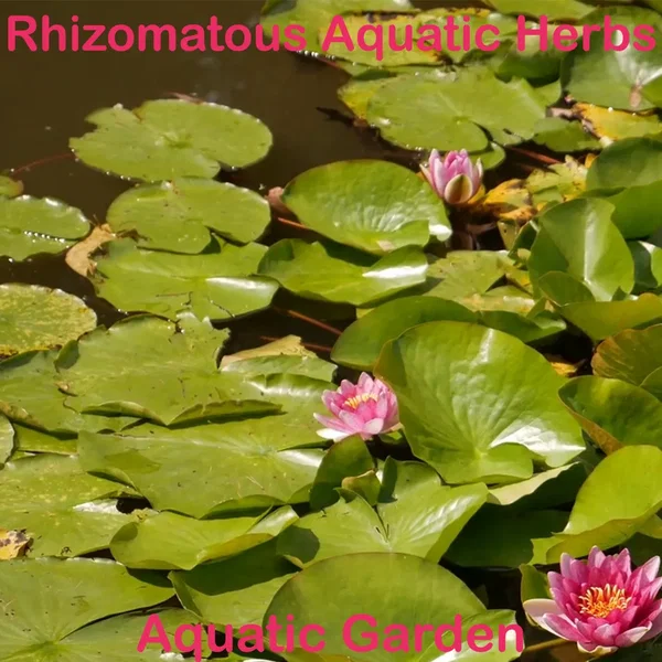 Aquatic Garden