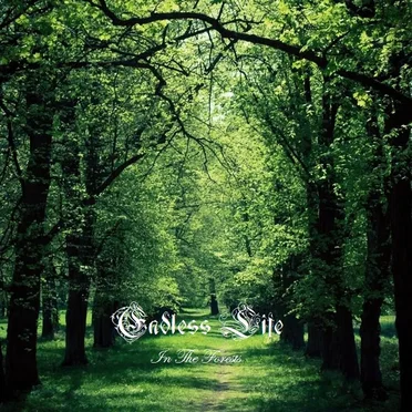 In the Forests