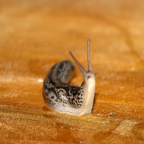 🐌
