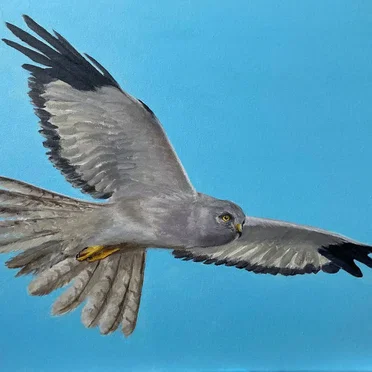 Skydancing (song for Hen Harriers)