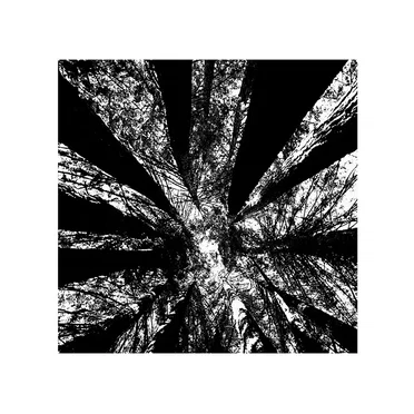 青木ヶ原 // 樹海