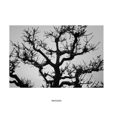 R0012234 by Hideo Nakasako - album cover