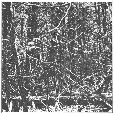 Thriving Within The Absurdity Of The Human Plight by Woe Bearer - album cover