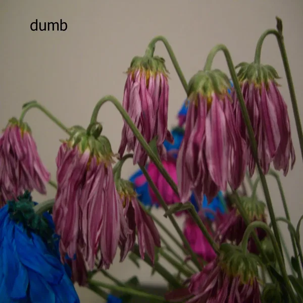 Flowers Hang Their Heads