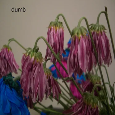 Flowers Hang Their Heads by Dumb - album cover