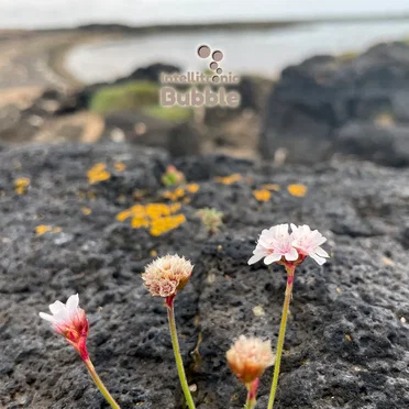 Bubble Flowers に by Various Artists - album cover