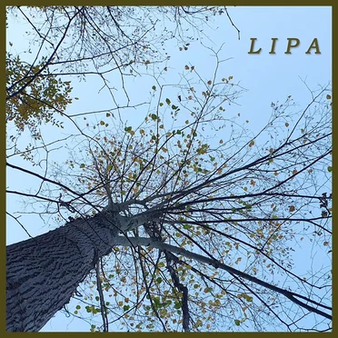 Lipa