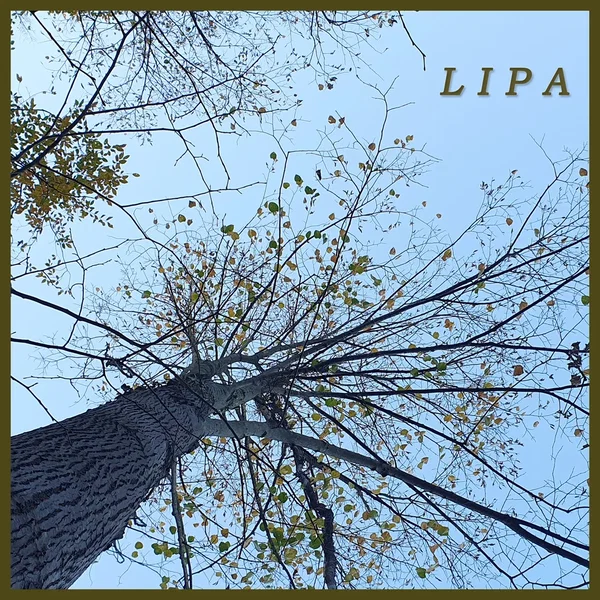 Lipa