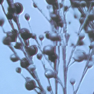 used by ponal - album cover