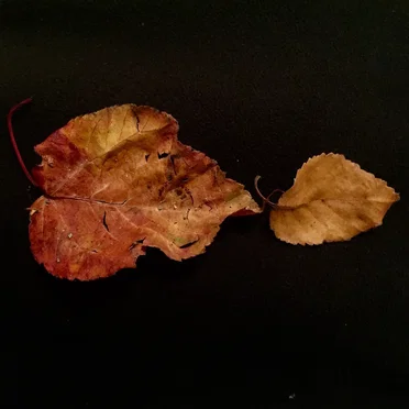 Two Leaves