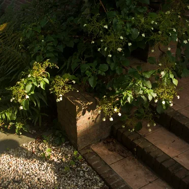 the garden (mini)