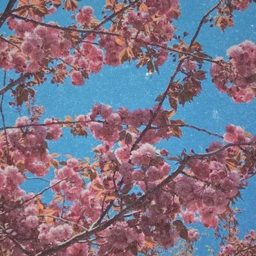 in bloom by Lord Kael - album cover